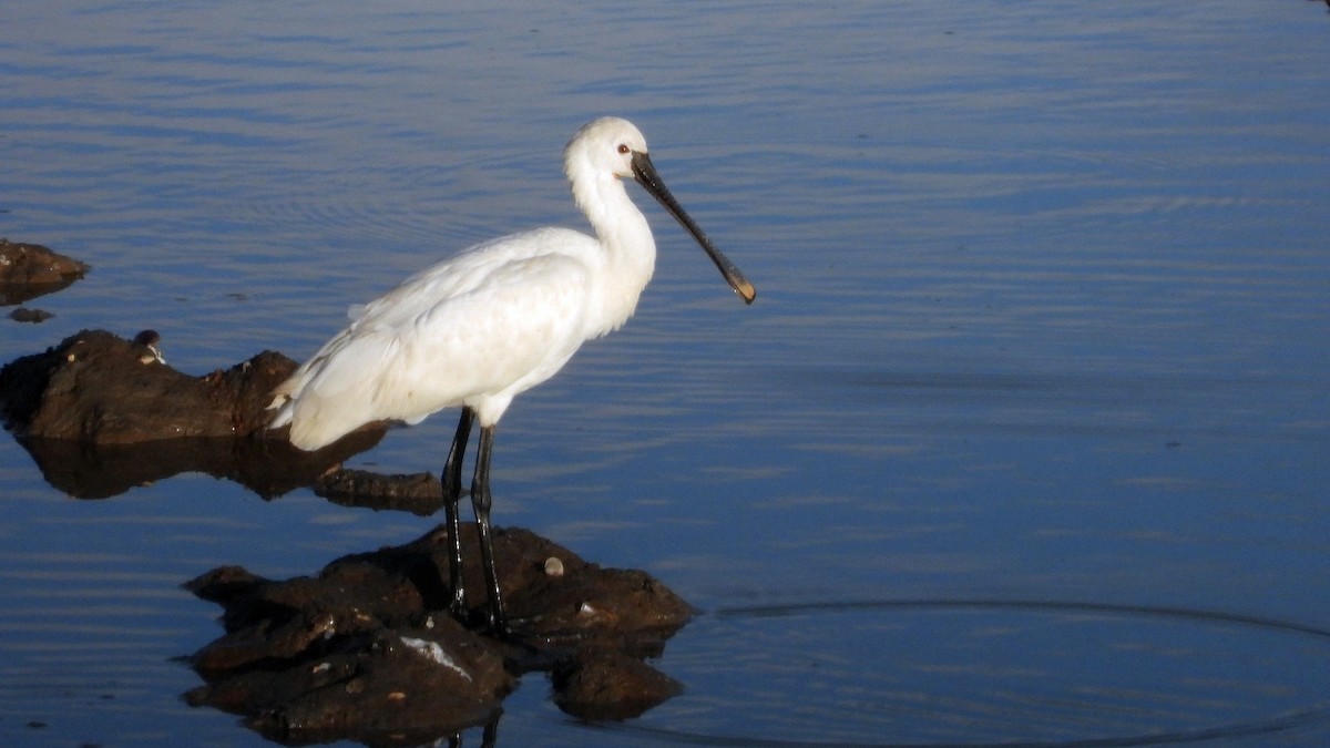 Eurasian Spoonbill - ML645337139