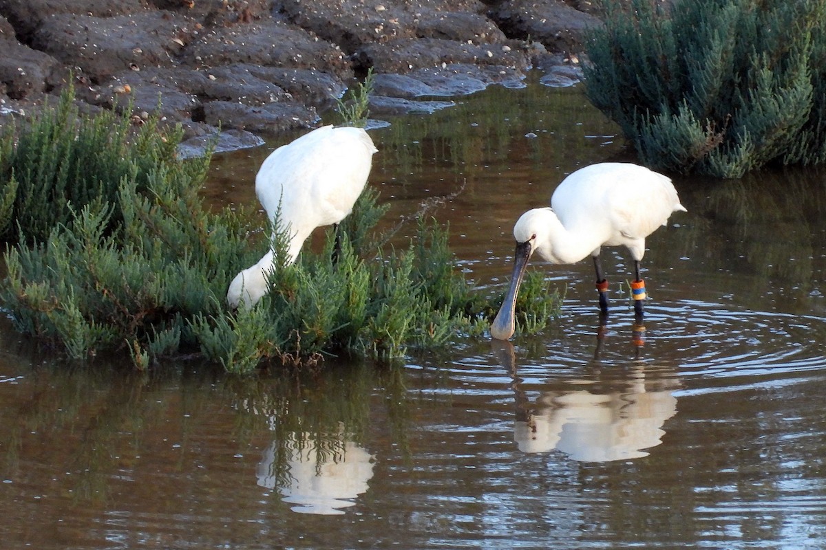 Eurasian Spoonbill - ML645337140
