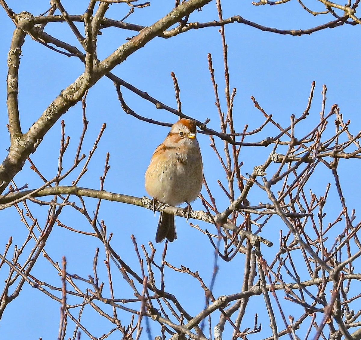 American Tree Sparrow - ML645337142