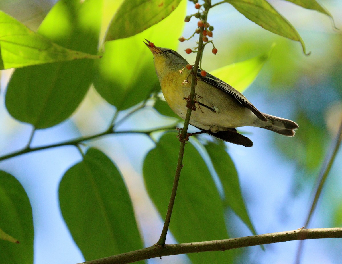 Northern Parula - ML645337143