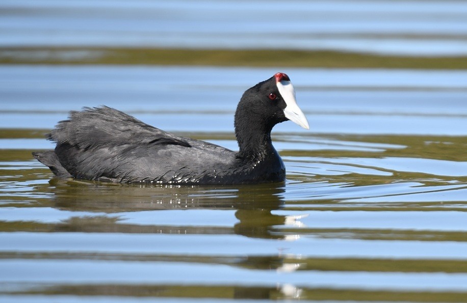 Red-knobbed Coot - ML645337156