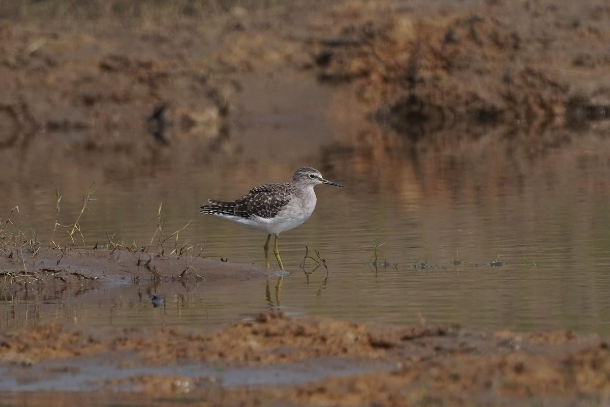 Wood Sandpiper - ML645337161