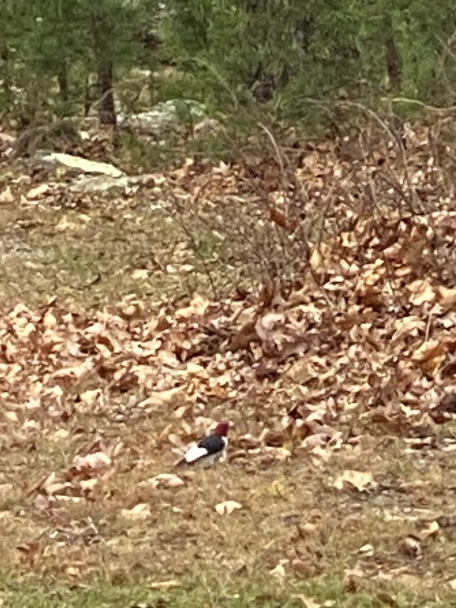 Red-headed Woodpecker - ML645337166