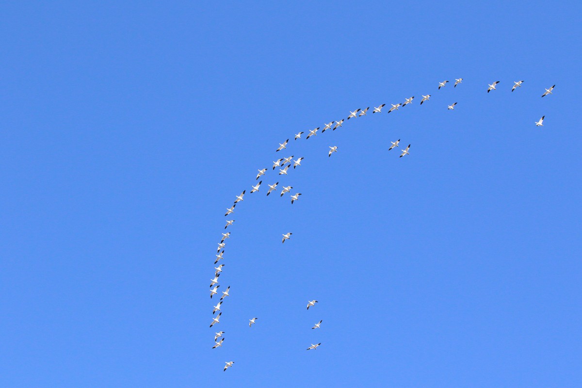 Snow Goose - ML645337184