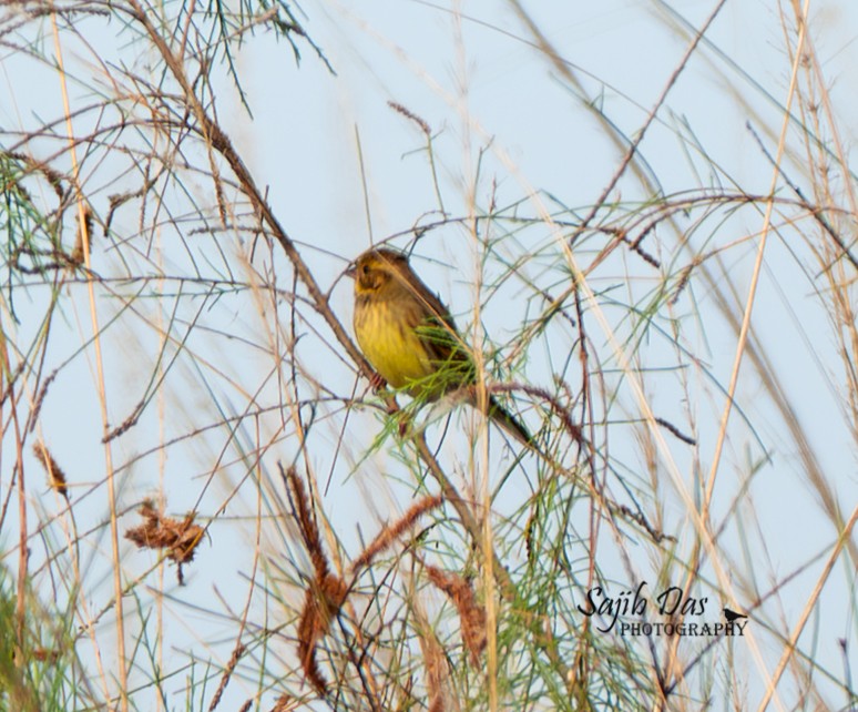 Yellow-breasted Bunting - ML645337189