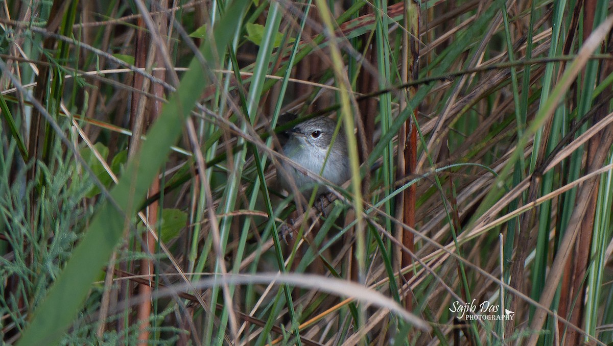 Swamp Grass Babbler - ML645337195