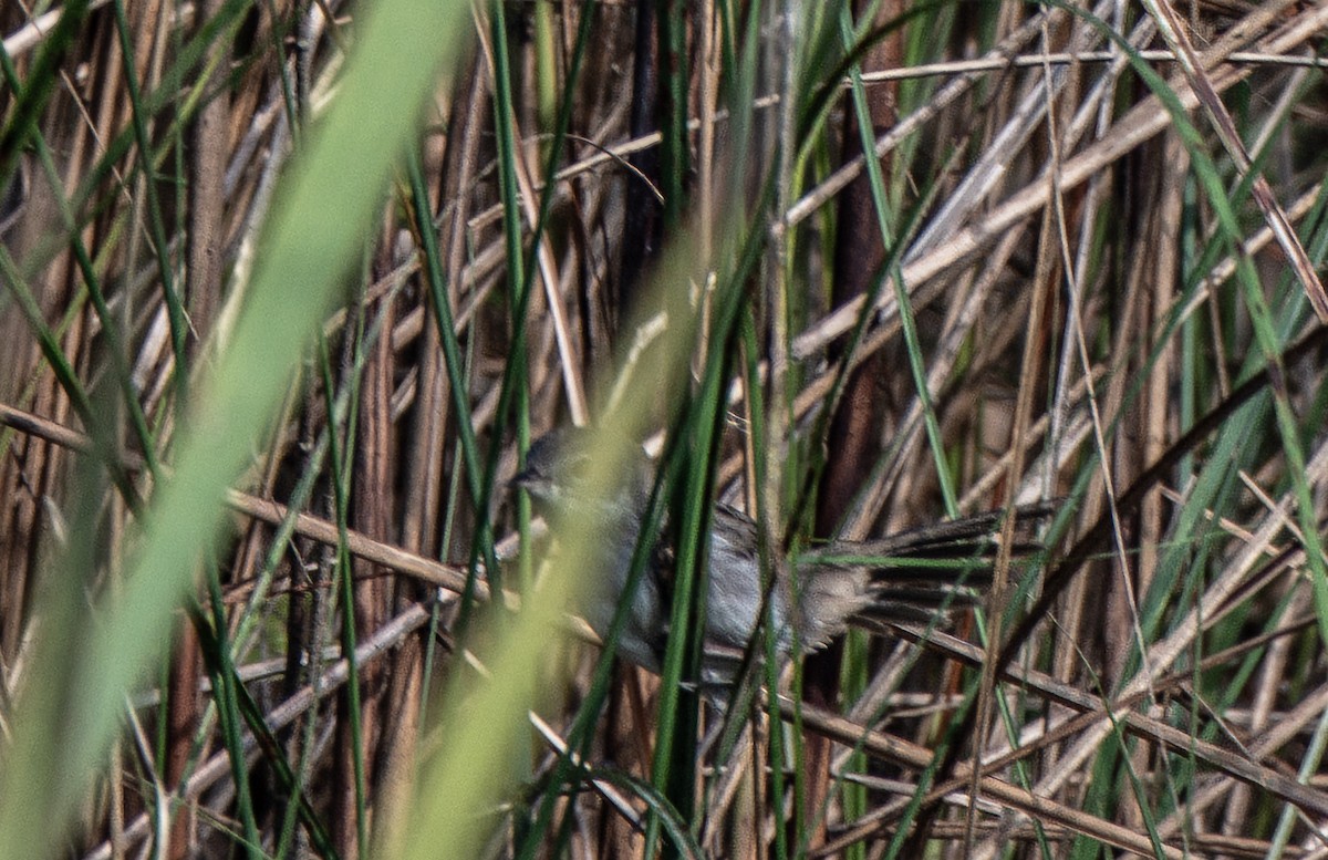 Swamp Grass Babbler - ML645337200