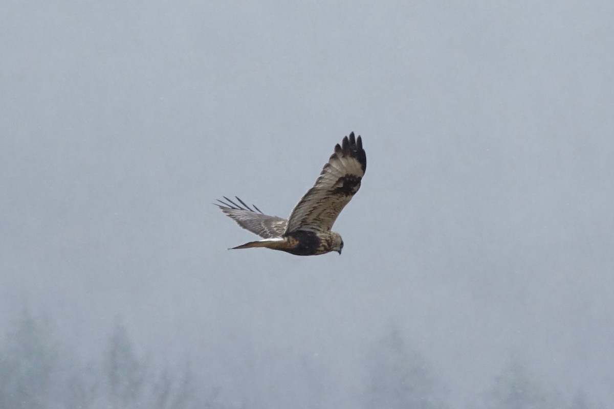 Rough-legged Hawk - ML645337206