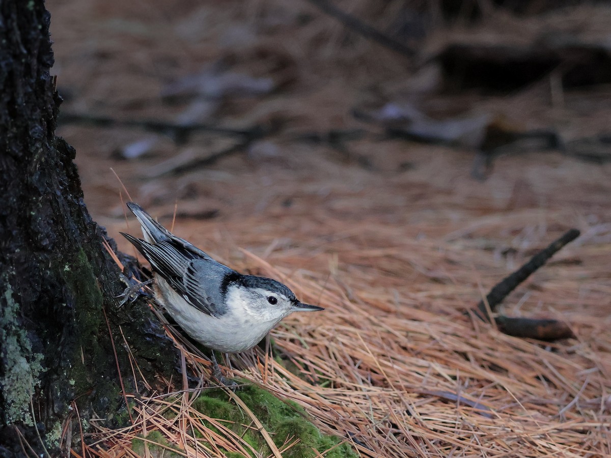 White-breasted Nuthatch - ML645337212