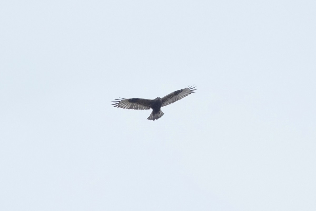 Rough-legged Hawk - ML645337219