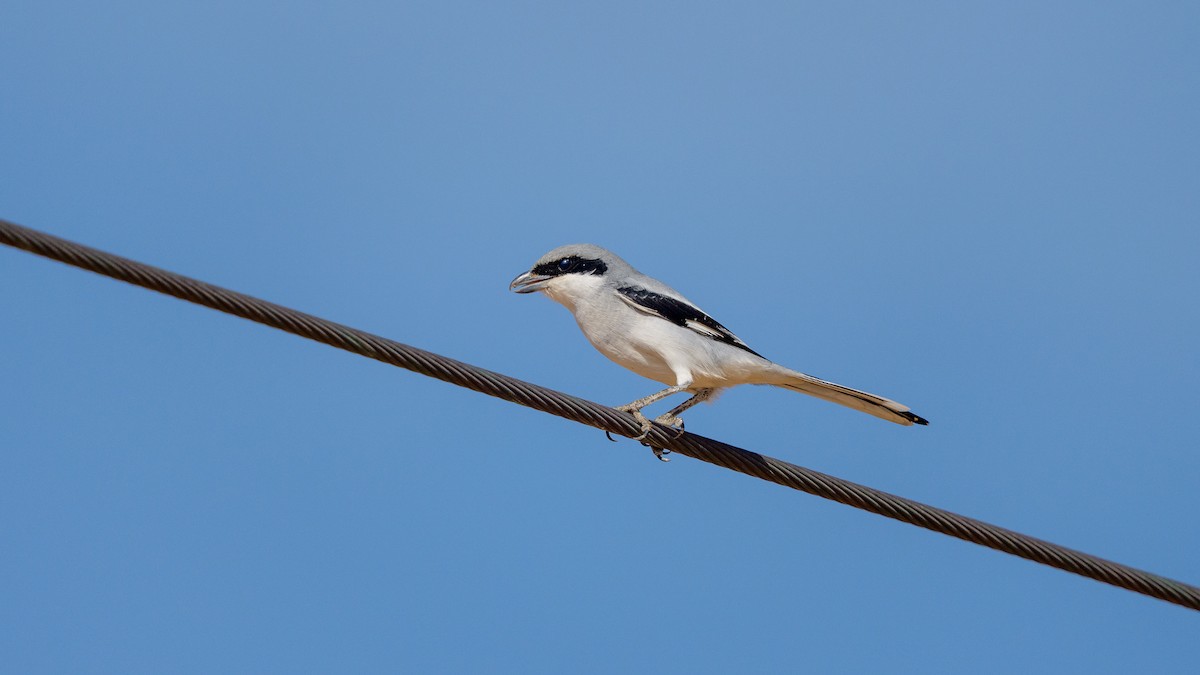 Great Gray Shrike (Arabian) - ML645337220