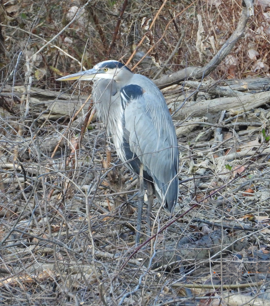 Great Blue Heron - ML645337221