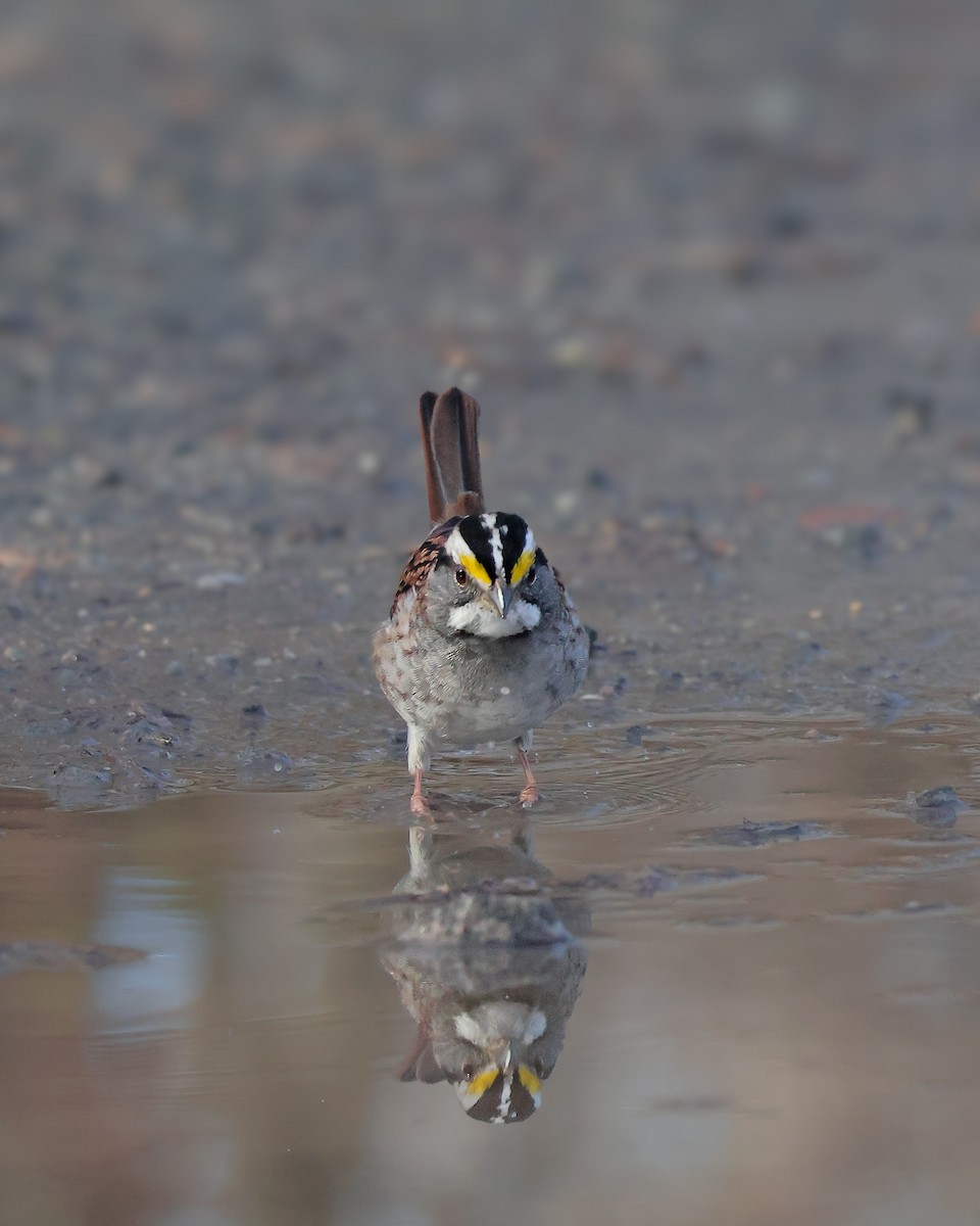 White-throated Sparrow - ML645337222