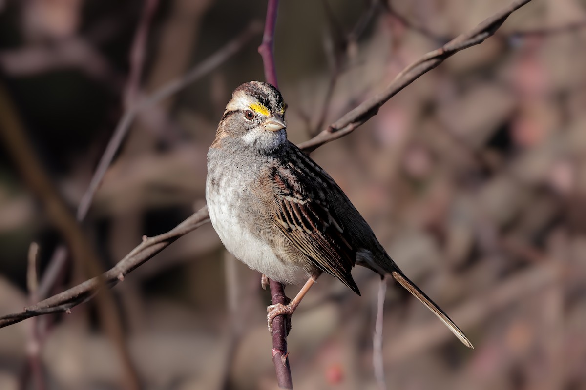 White-throated Sparrow - ML645337223