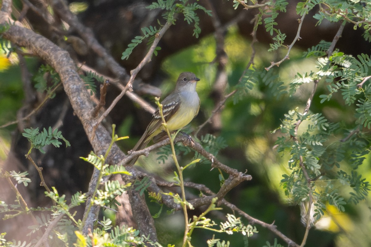 Large Elaenia - ML645337227