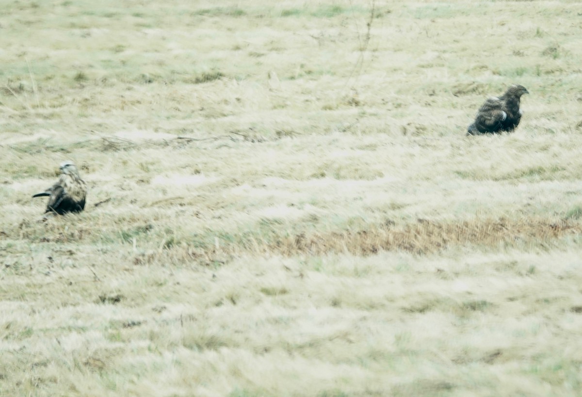 Rough-legged Hawk - ML645337228