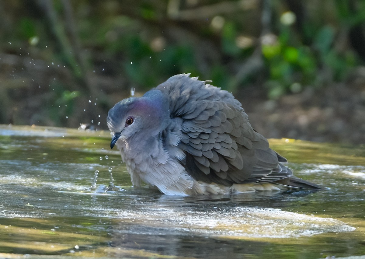 White-tipped Dove - ML645337237