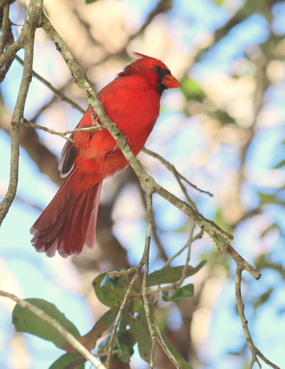 Northern Cardinal - ML645337239