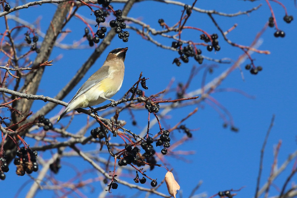 Cedar Waxwing - ML645337242
