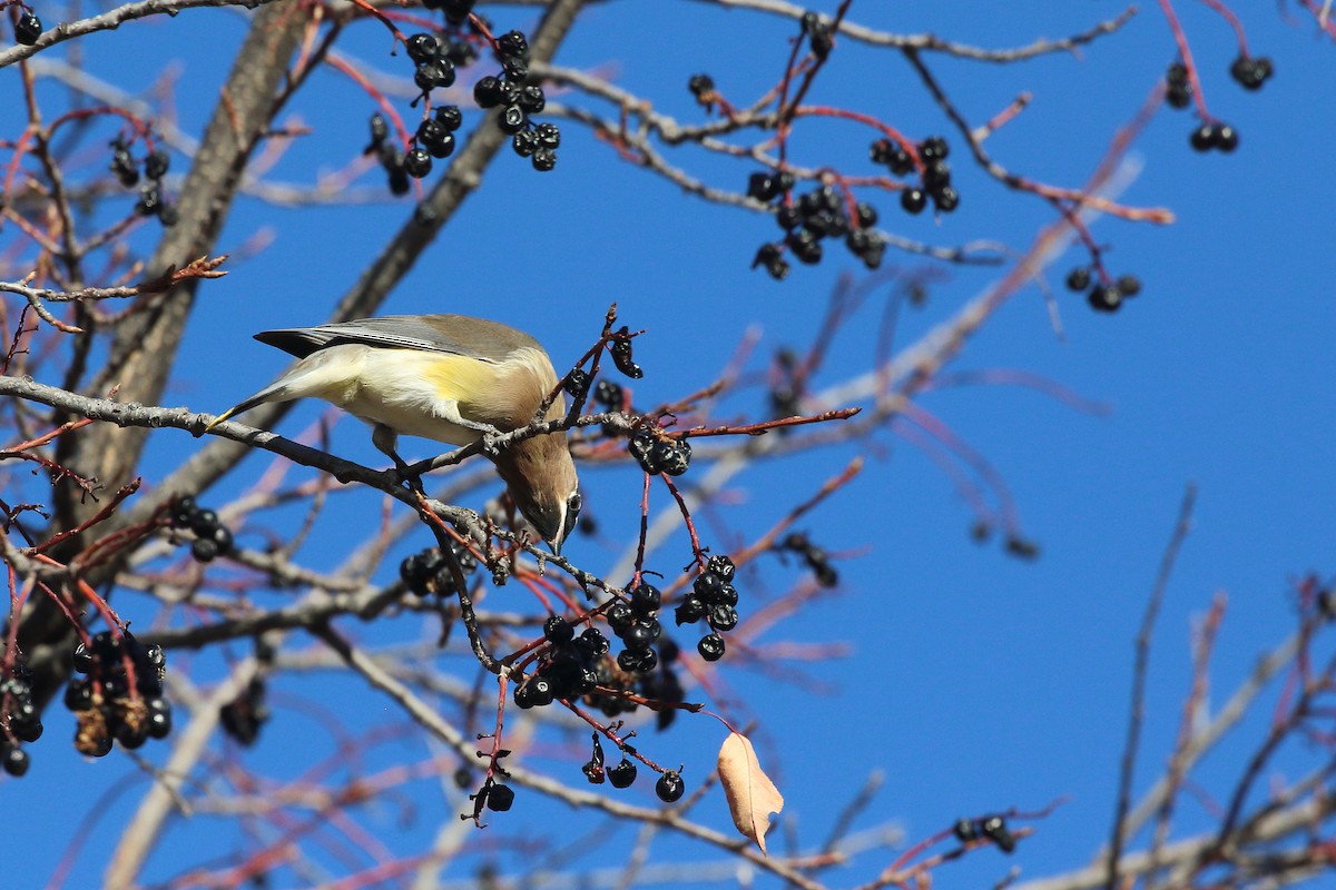 Cedar Waxwing - ML645337243