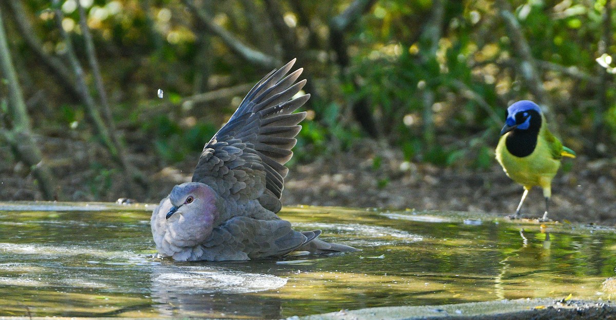 White-tipped Dove - ML645337254