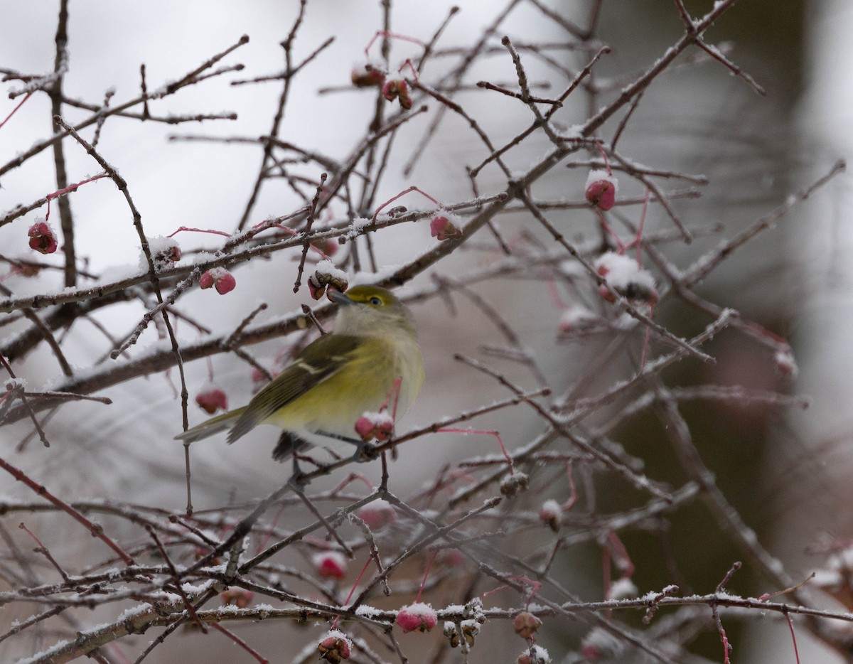 hvitøyevireo - ML645337256