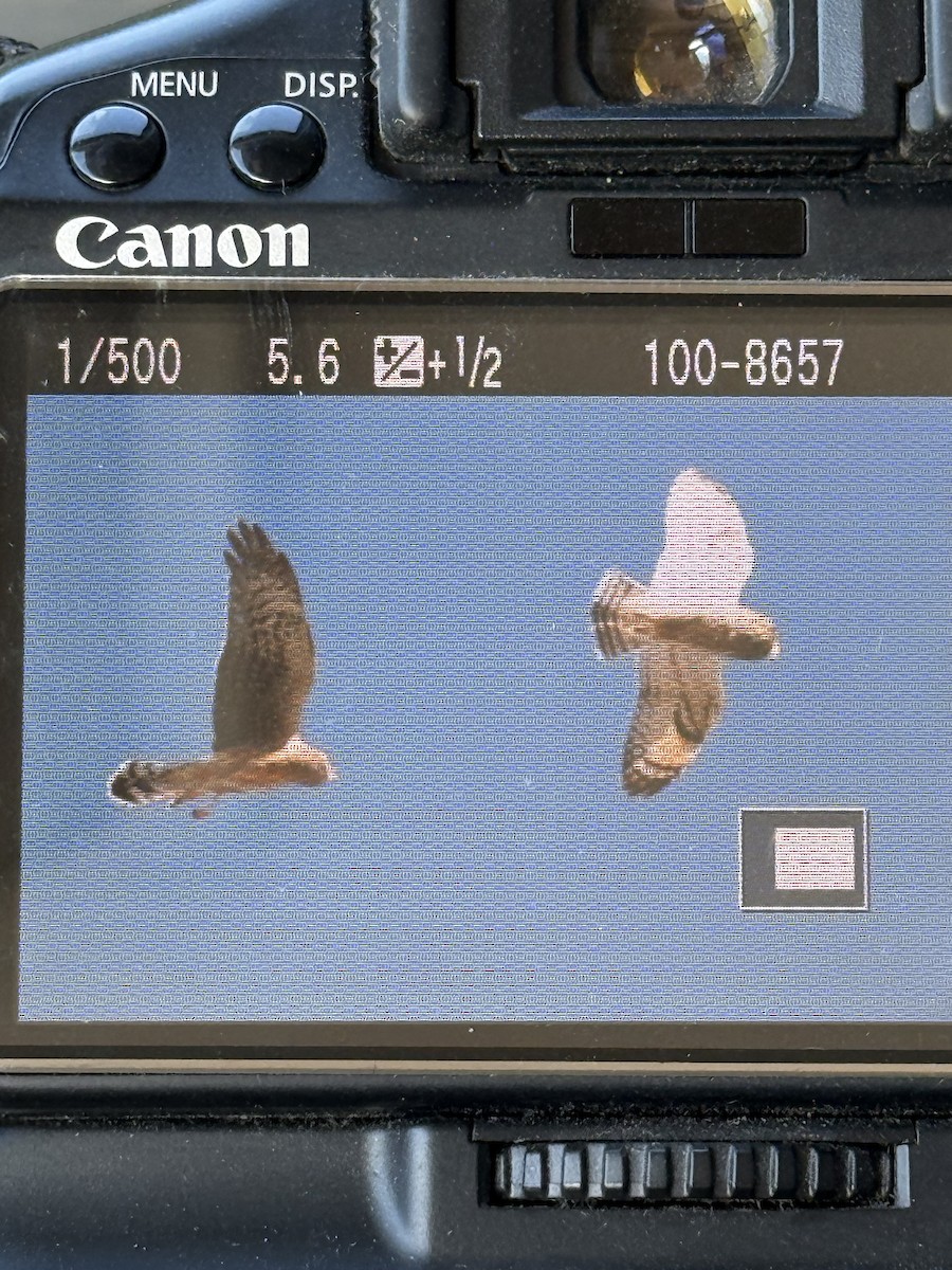 コミミズク - ML645337263