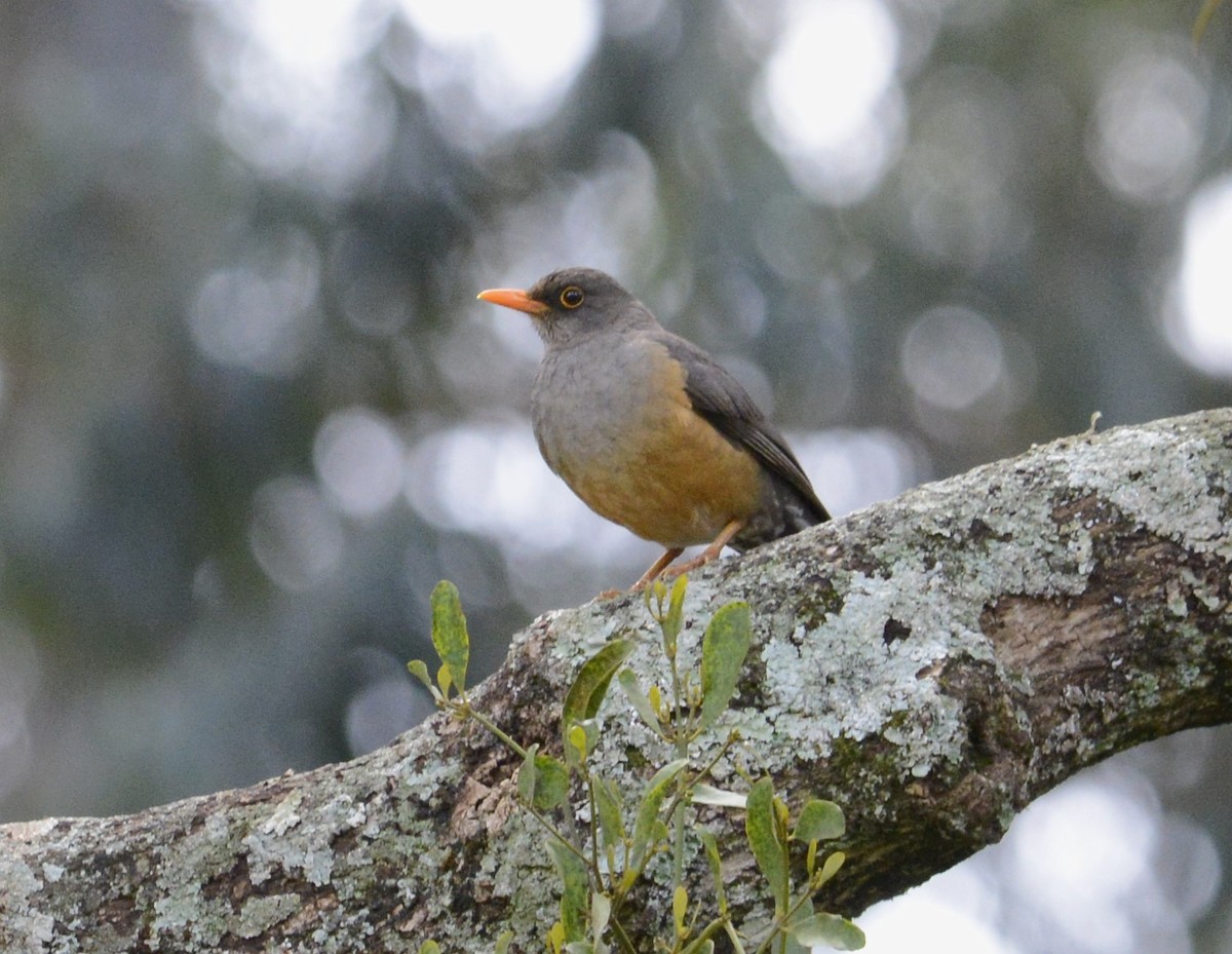 Abyssinian Thrush - ML645337264