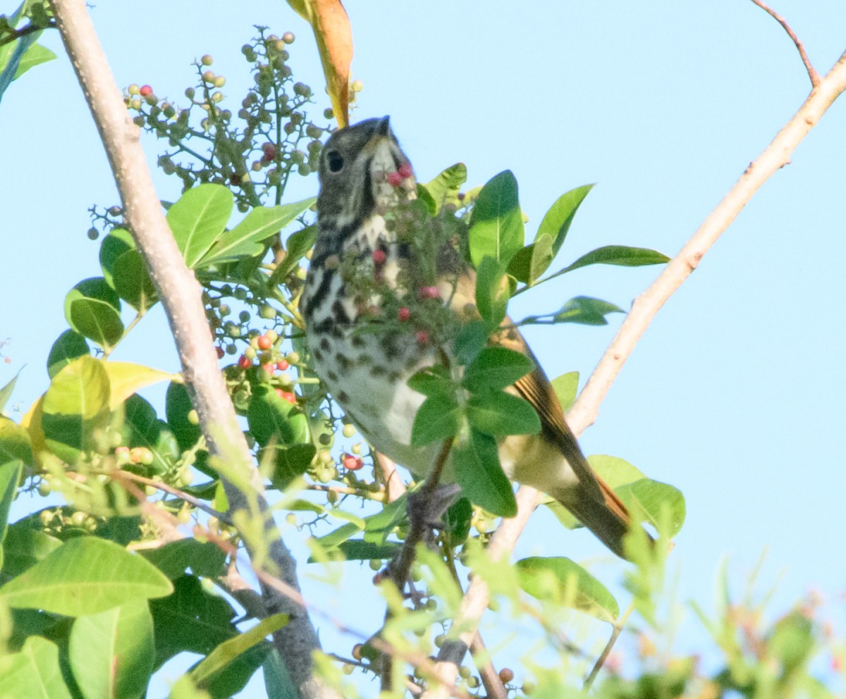 Hermit Thrush - ML645337267
