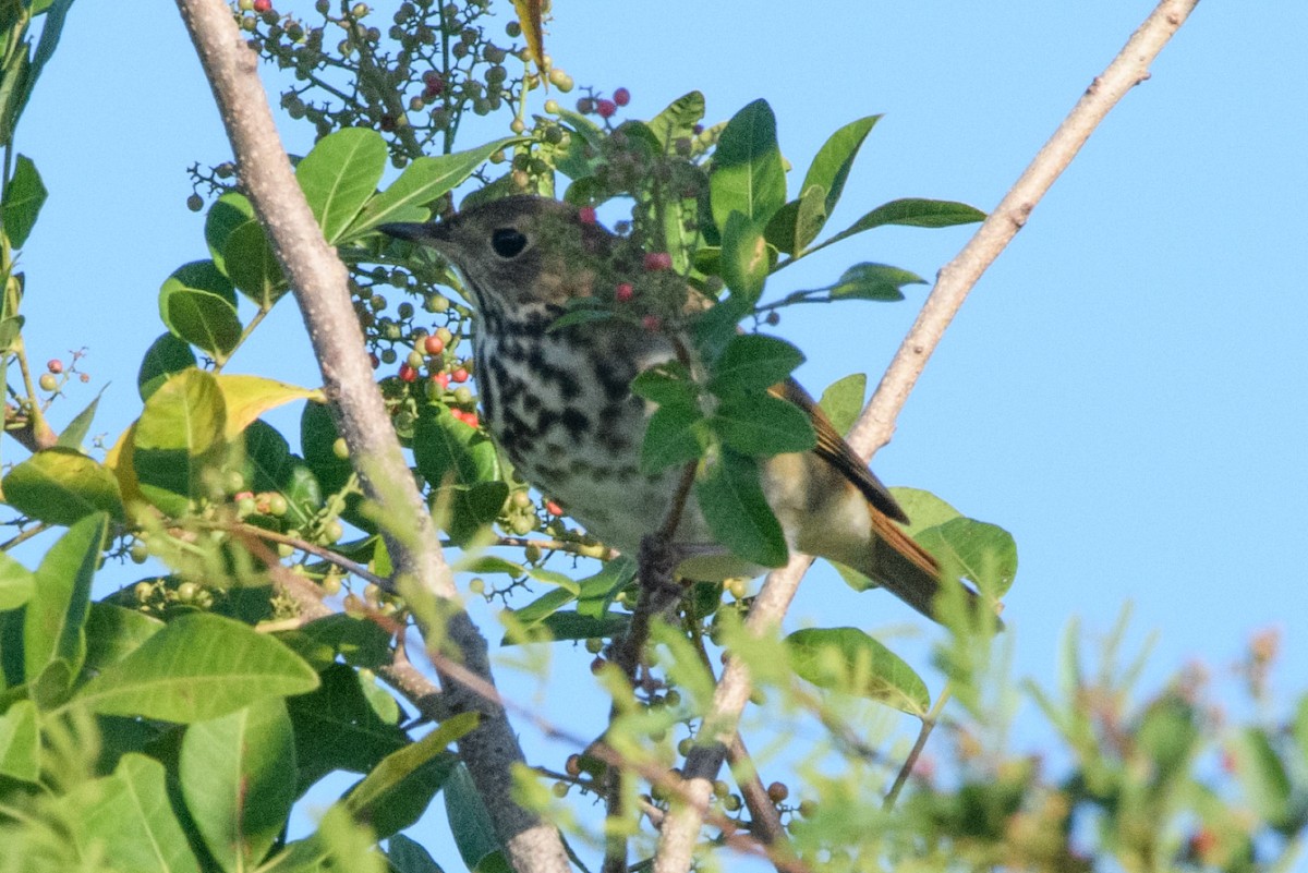 Hermit Thrush - ML645337268