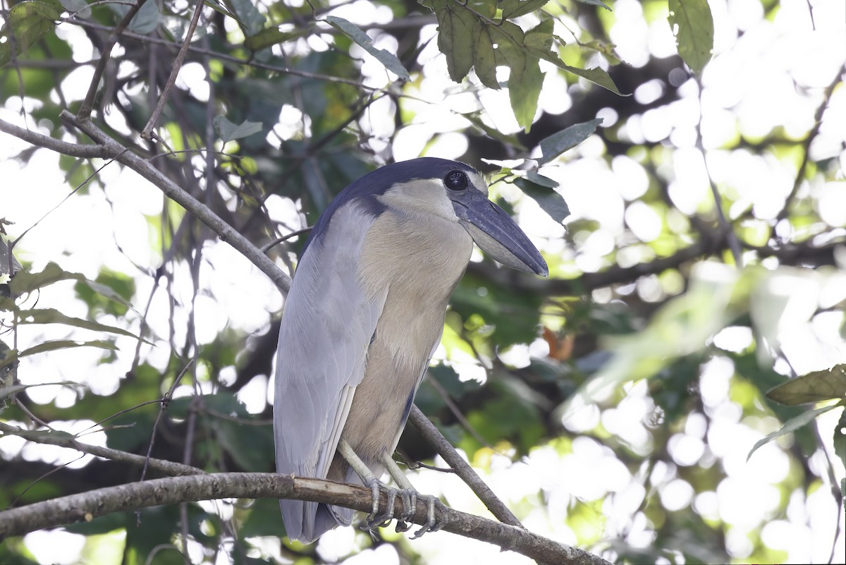 Boat-billed Heron - ML645337269