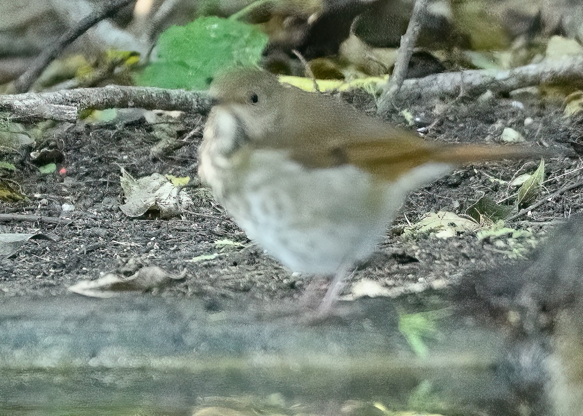 Hermit Thrush - ML645337270