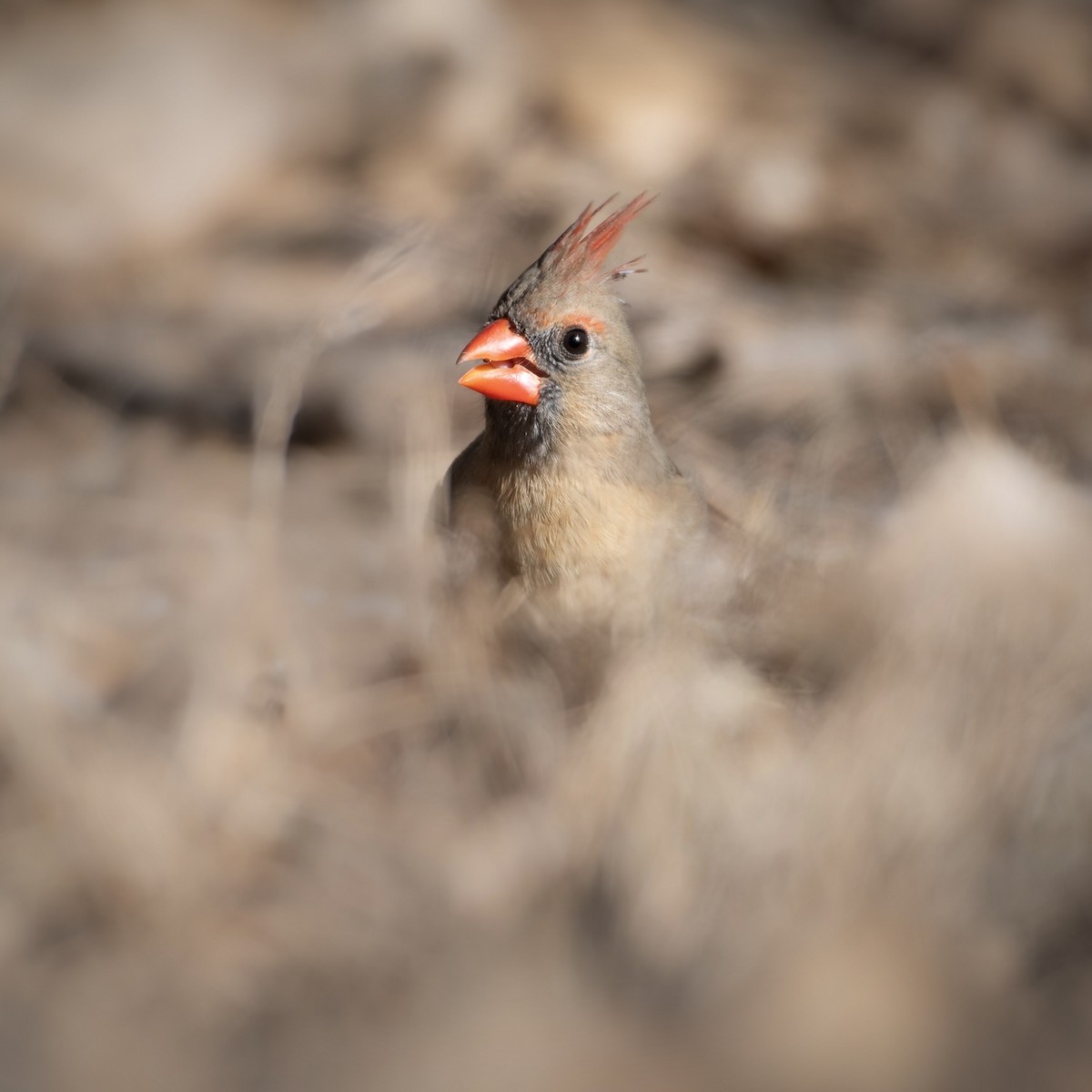 Northern Cardinal - ML645337271