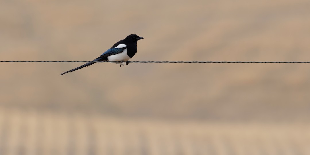 straka americká - ML645337275