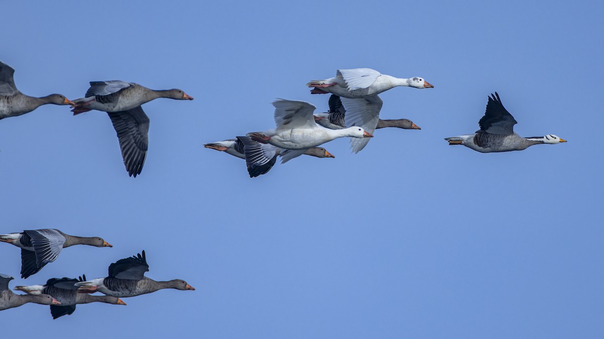 Bar-headed Goose - ML645337288