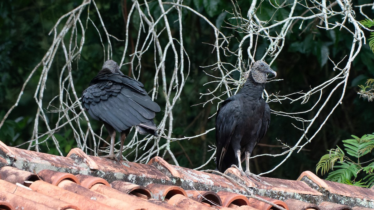 Black Vulture - ML645337296