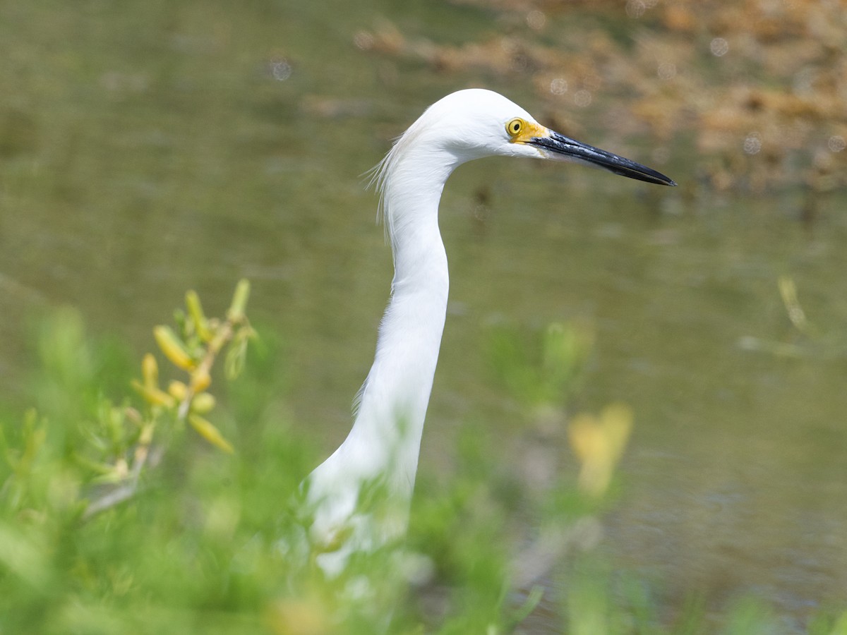 Snowy Egret - ML645337297