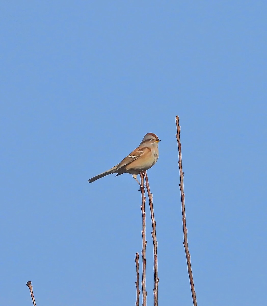 American Tree Sparrow - ML645337298