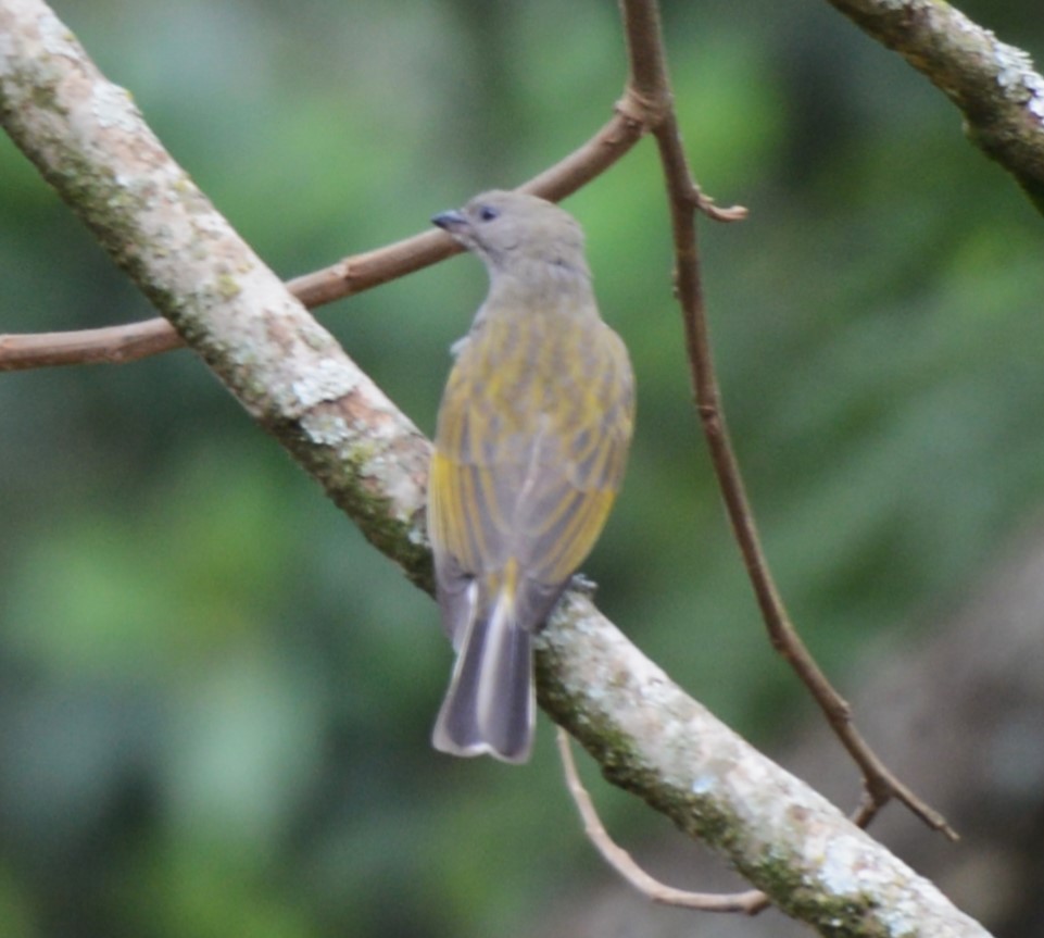 Lesser Honeyguide - ML645337304