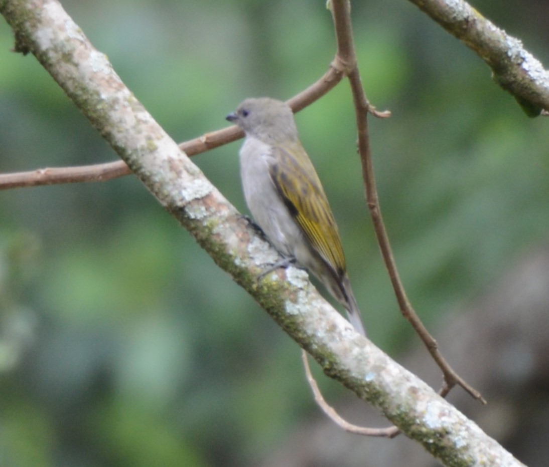 Lesser Honeyguide - ML645337305
