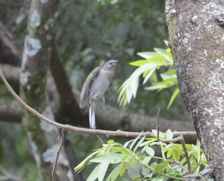 Lesser Honeyguide - ML645337306