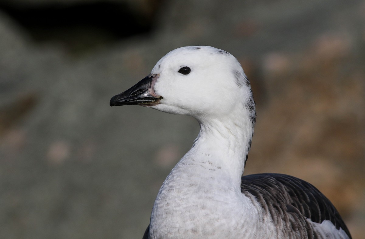 Snow Goose x Brant (hybrid) - ML645337325