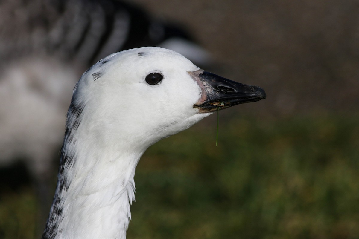 Snow Goose x Brant (hybrid) - ML645337326