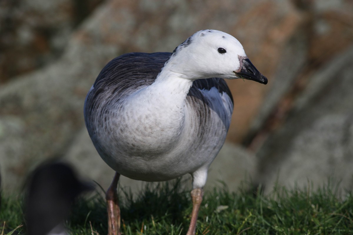 Snow Goose x Brant (hybrid) - ML645337327