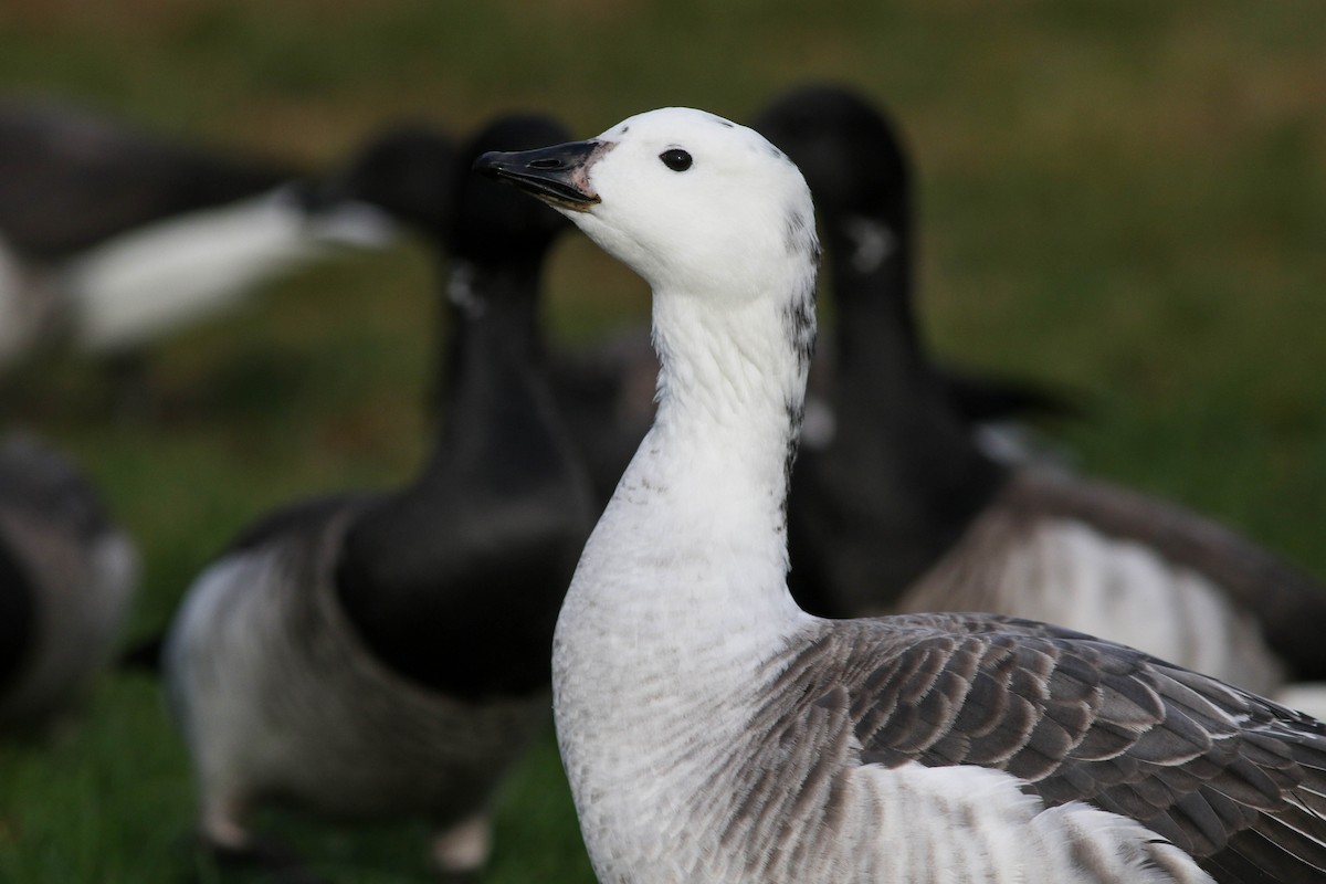 Snow Goose x Brant (hybrid) - ML645337328