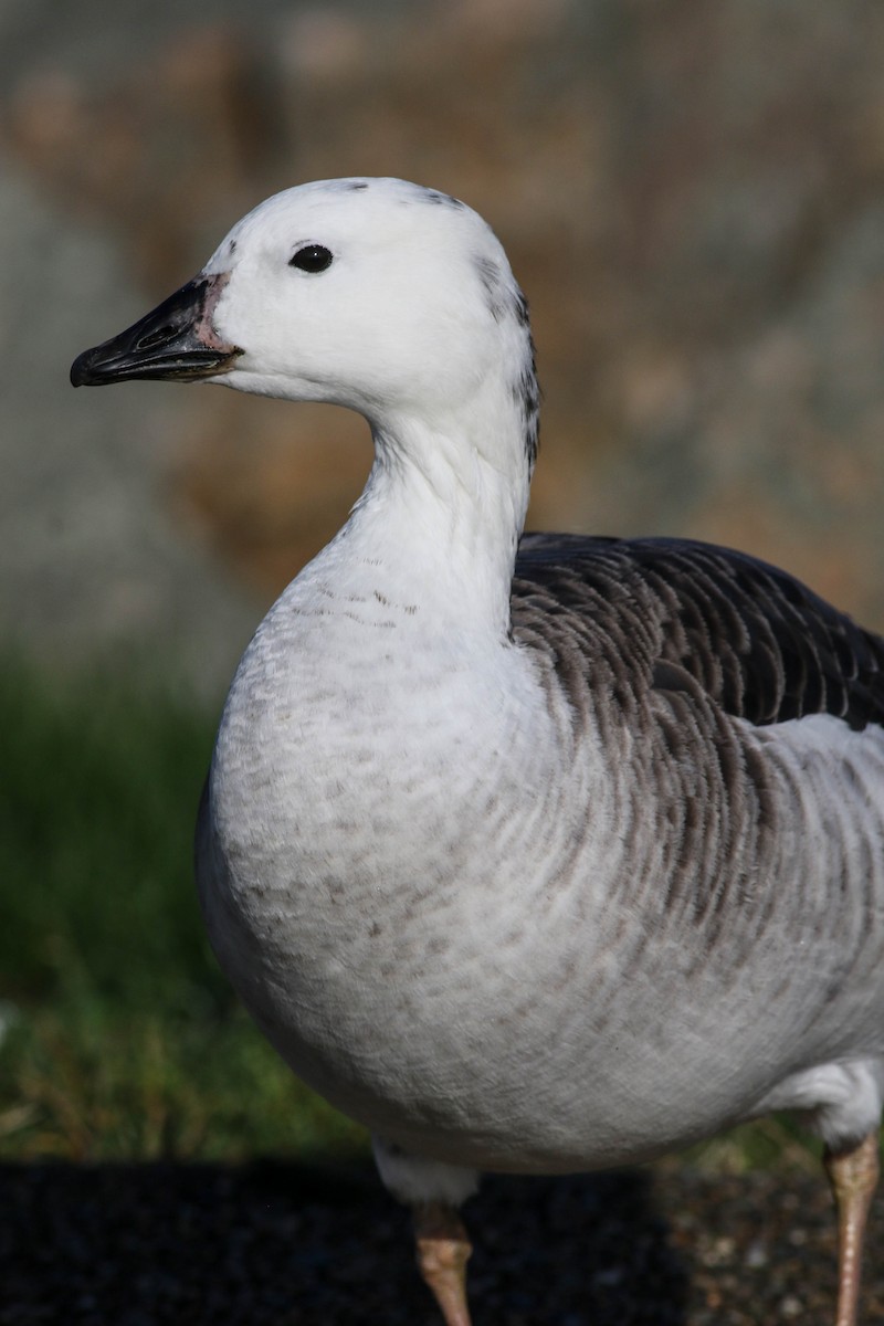 Snow Goose x Brant (hybrid) - ML645337329