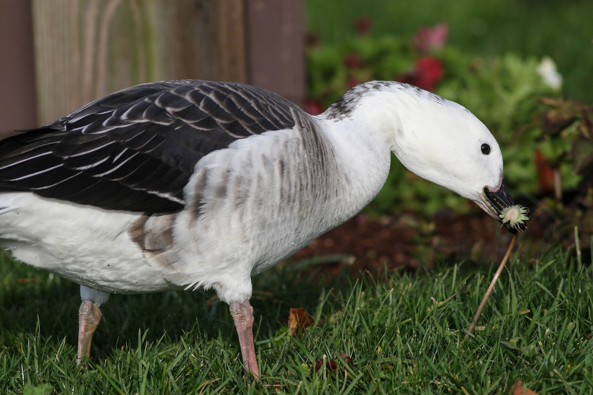 Snow Goose x Brant (hybrid) - ML645337330
