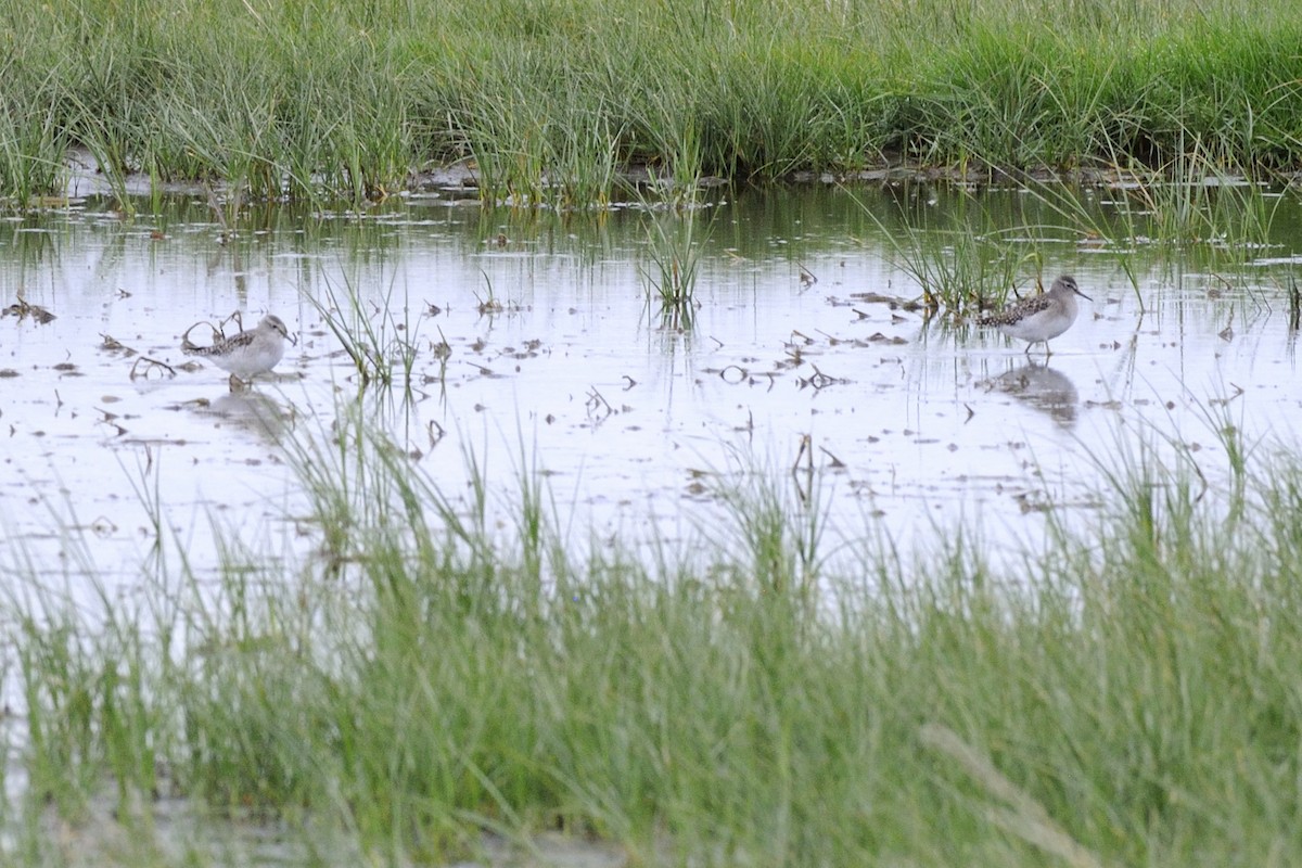 vodouš bahenní - ML645337335