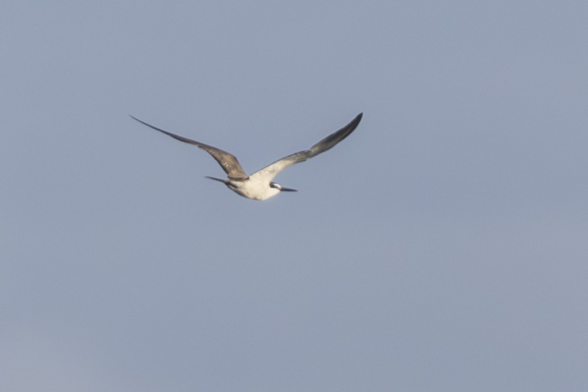 Bridled Tern - ML645337347