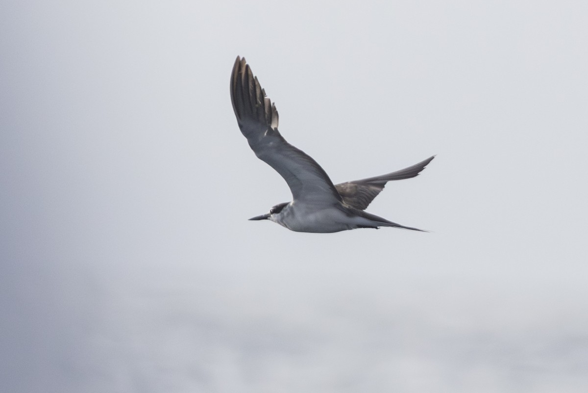 Bridled Tern - ML645337348